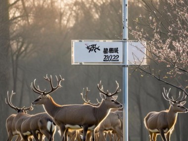 2022年梅花鹿检疫规范发布，助力梅花鹿产业健康发展