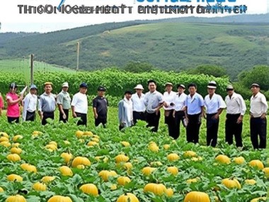 绿色农业新里程，DB43/T 2275-2021 露地南瓜减量增效技术规程解读